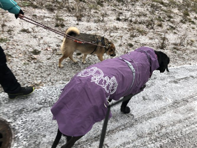 Koirakavereita tapaamassa