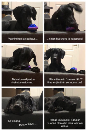 Mustapantteri esittää: arkisia ihmetyksiä