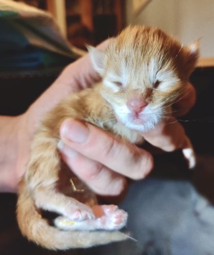 Meillä on kissanpentuja!