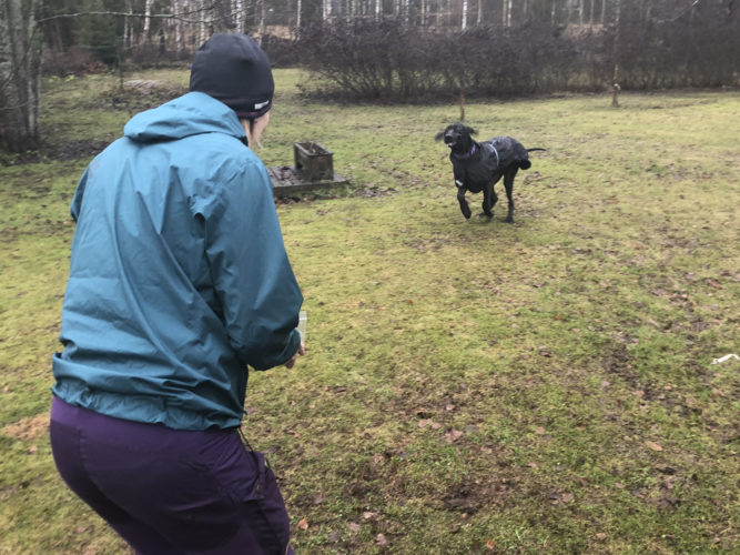 5 + 1 tärkeintä käskyä koiralle