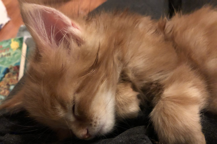 Pennut jo seitsemän viikkoa!