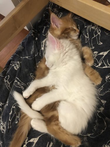 Sirutus- ja kuulotestipäivä