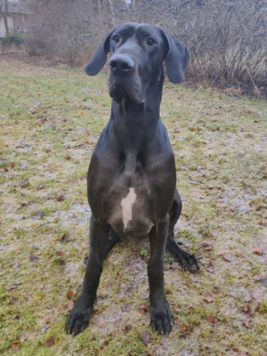 Hyvää syntymäpäivää, Nemi