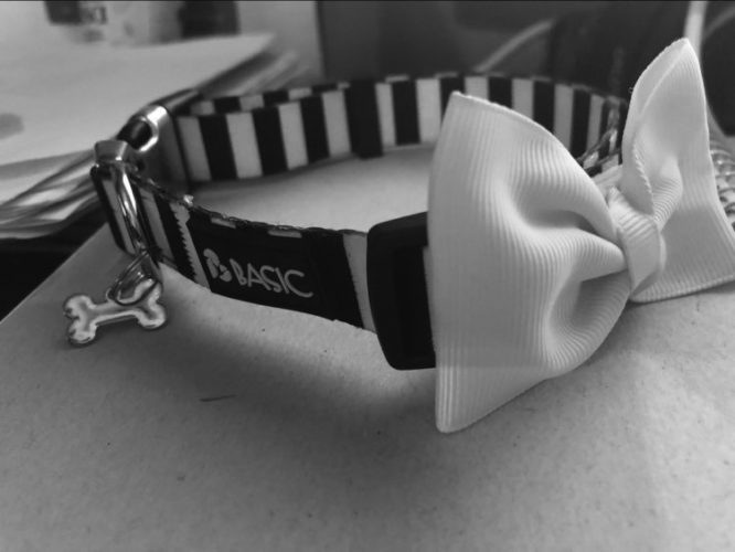 Tarina koronaviruksesta pennunostajan silmin