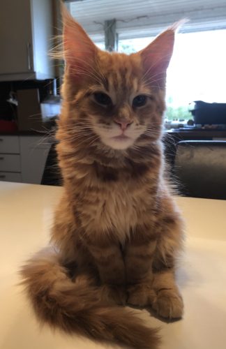 Lintuset lensivät pesästä