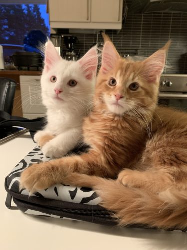 Pojat sen kun kasvaa