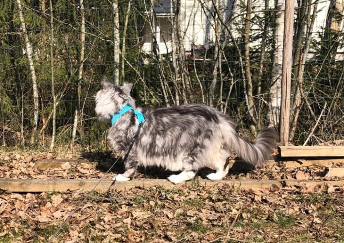 Kissat valjastelemassa