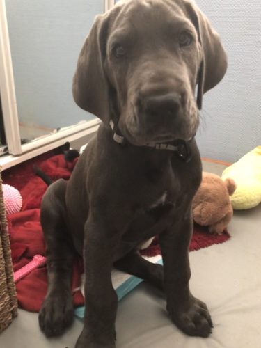 Tervetuloa kotiin, Venla!