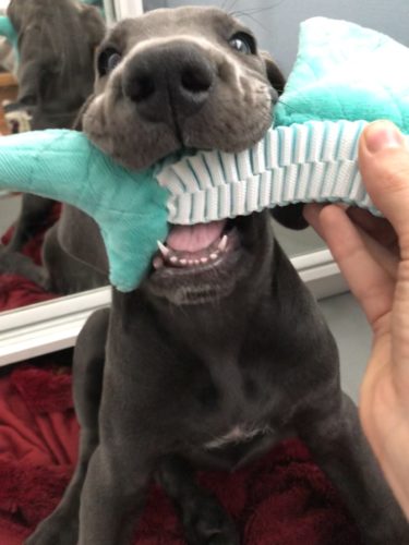 Tärkeitä koirakavereita kylässä