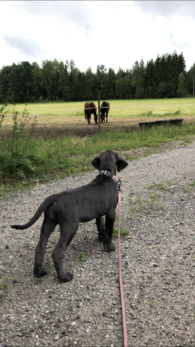 Mökkielämää ja hevosia