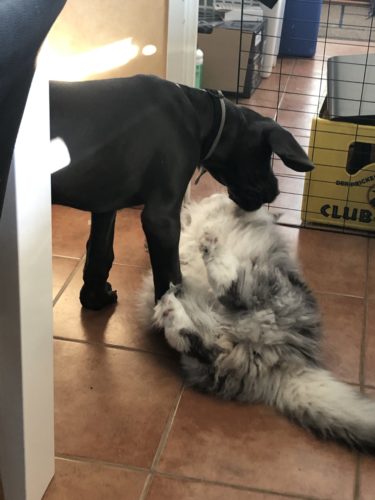 Mitä me puuhaillaan arkena?