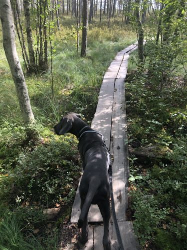 Venla valloitti Valkmusan