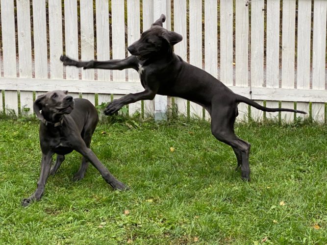 Kasvattajatapaaminen ja reissu Niinalaan