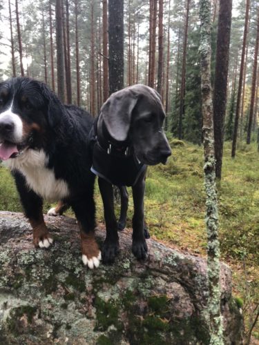 Väsytysviikonloppu osa II