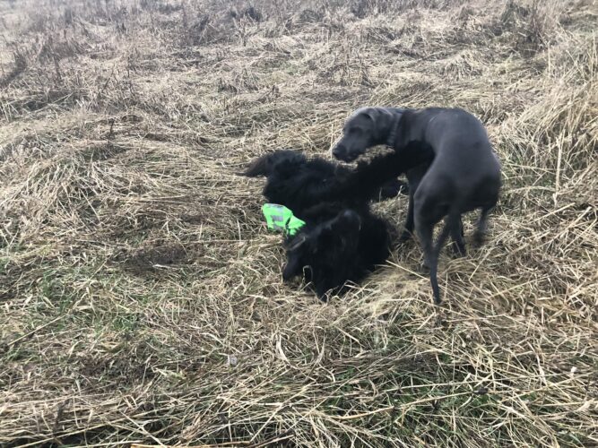 Venlan ihania ystäviä