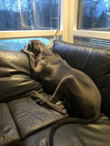 Venlan jouluspektaakkeli