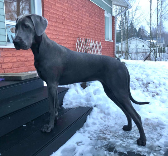 9 kk neiti ja näyttelytreenausta