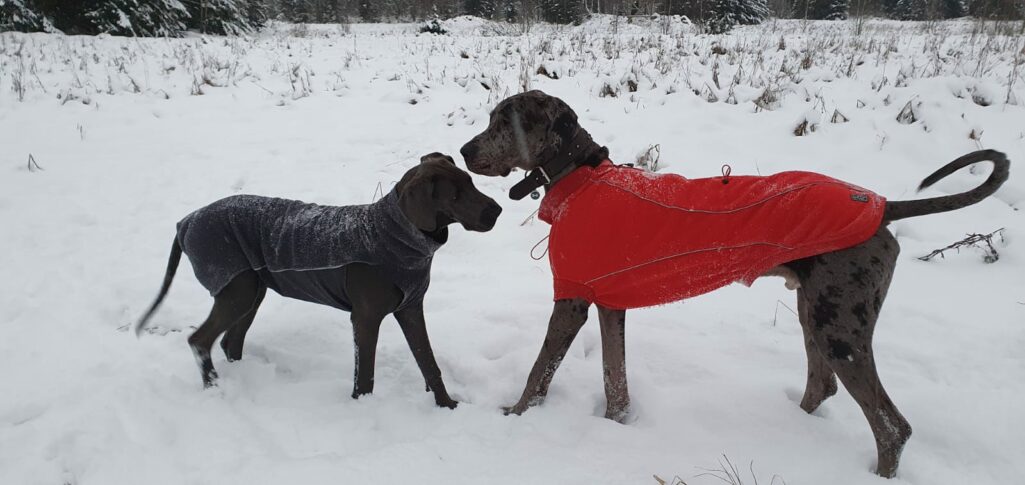 Talvi se viimein - ja Pepen pulahdus