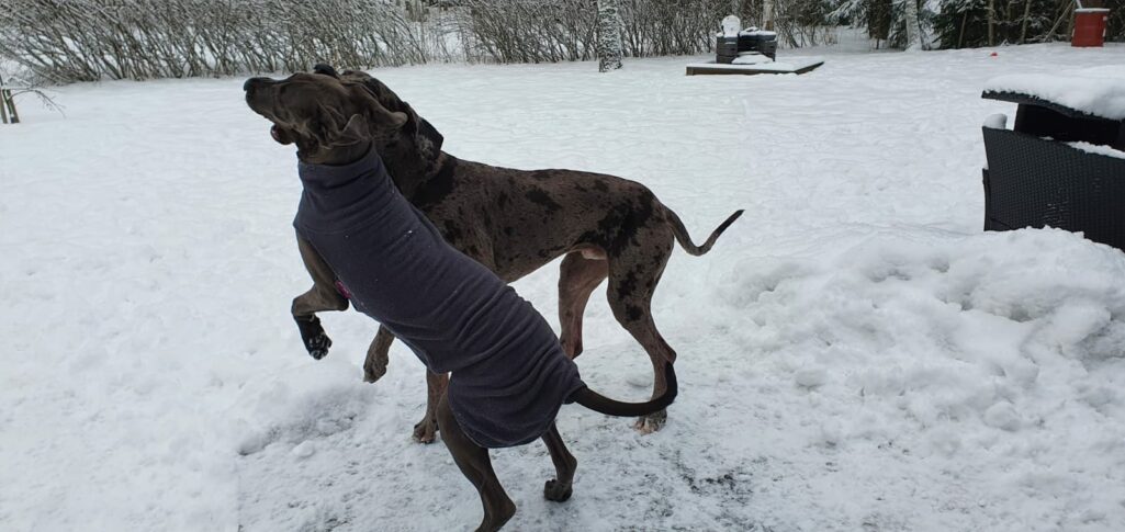 Täplää, raitaa ja mustaa - Venlalla kävi kavereita!