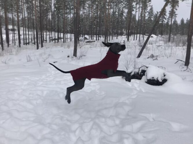 Katso kenguru loikkaa