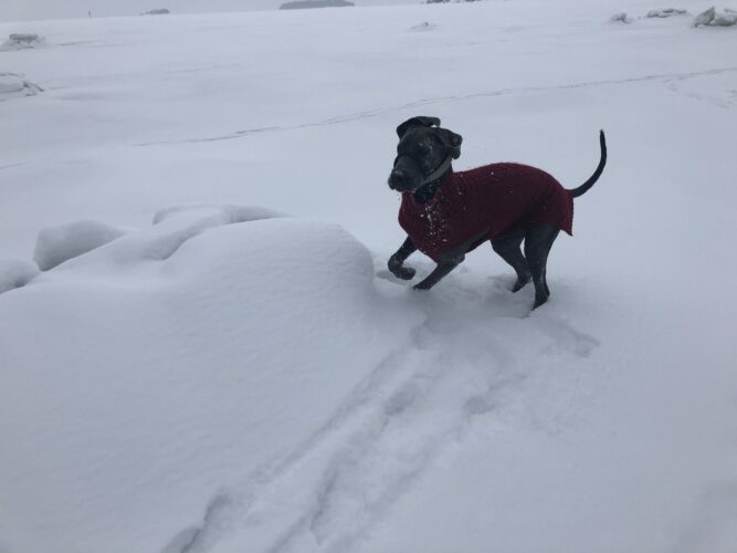 Vreezen - huurteinen seikkailu