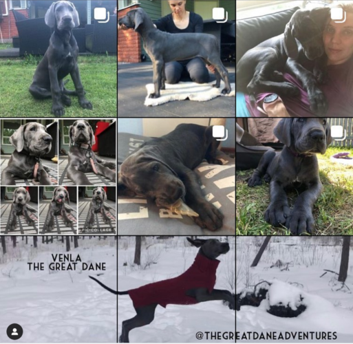 Venla löytyy Instagramista!