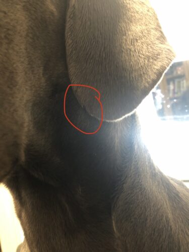 Korva- ja tassuvaivojen tilannecheck