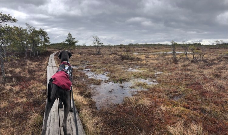 Valkmusan päiväkävely