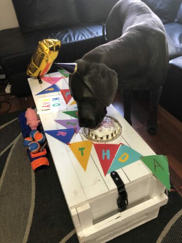 Onnea 1-vuotiaalle Veelle!