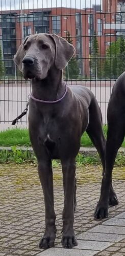 Sydän puhdasta kultaa <3