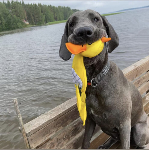 Miten opettaa koirasta täysi vesipeto