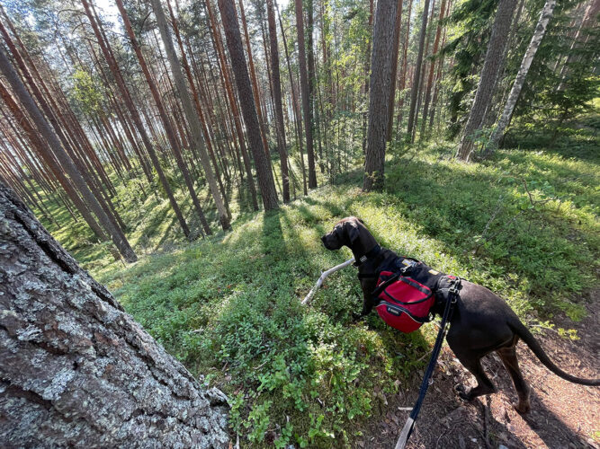 Telttailemassa Kelventeellä